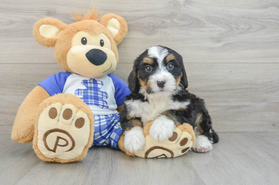 6 week old Mini Bernedoodle Puppy For Sale - Pilesgrove Pups