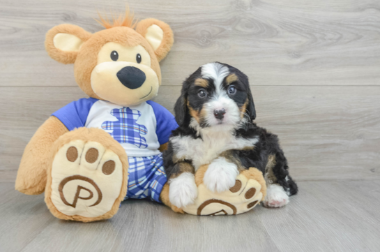 Best Mini Bernedoodle Baby