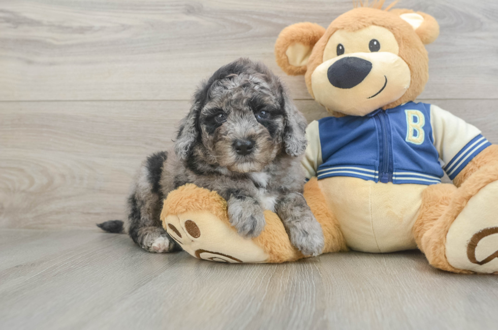 5 week old Mini Bernedoodle Puppy For Sale - Pilesgrove Pups