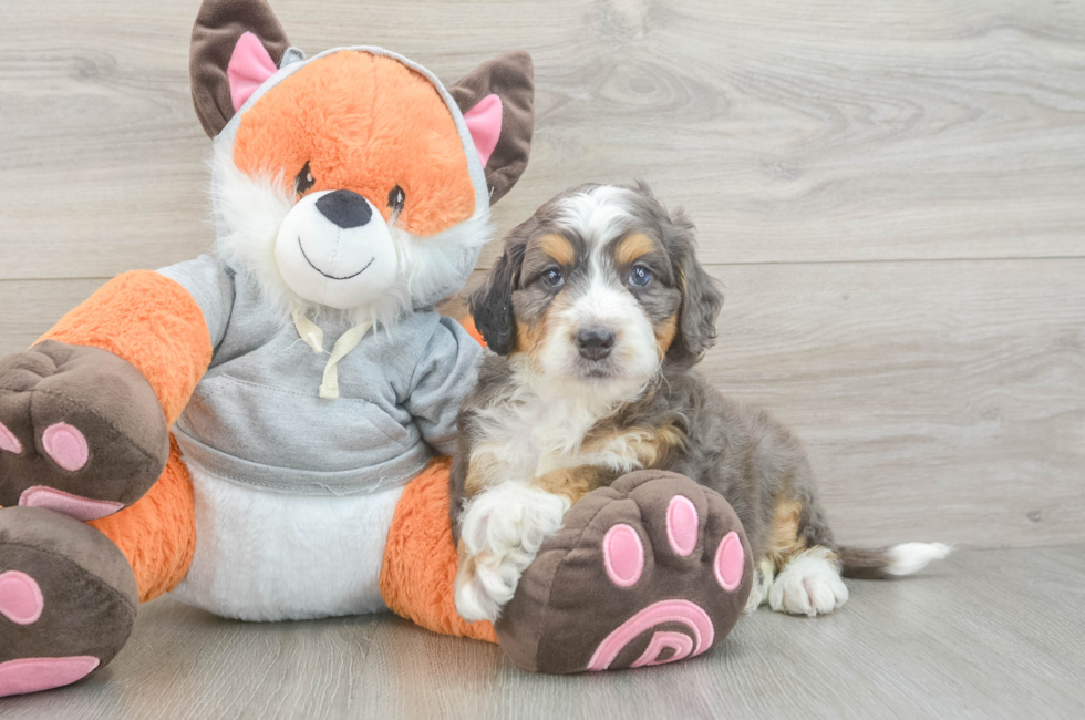 5 week old Mini Bernedoodle Puppy For Sale - Pilesgrove Pups