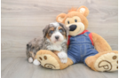 Small Mini Bernedoodle Baby