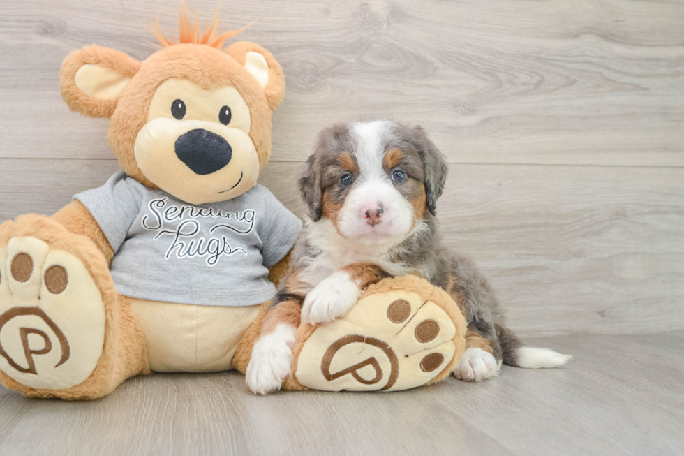 Best Mini Bernedoodle Baby