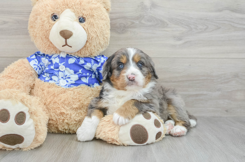 7 week old Mini Bernedoodle Puppy For Sale - Pilesgrove Pups