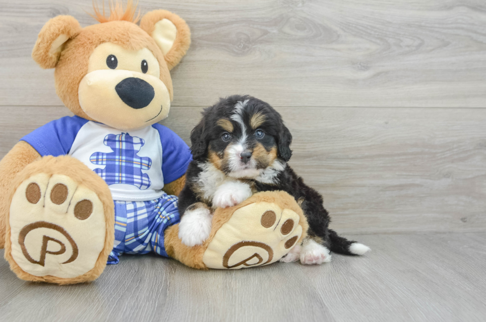 6 week old Mini Bernedoodle Puppy For Sale - Pilesgrove Pups