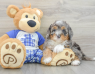 7 week old Mini Bernedoodle Puppy For Sale - Pilesgrove Pups