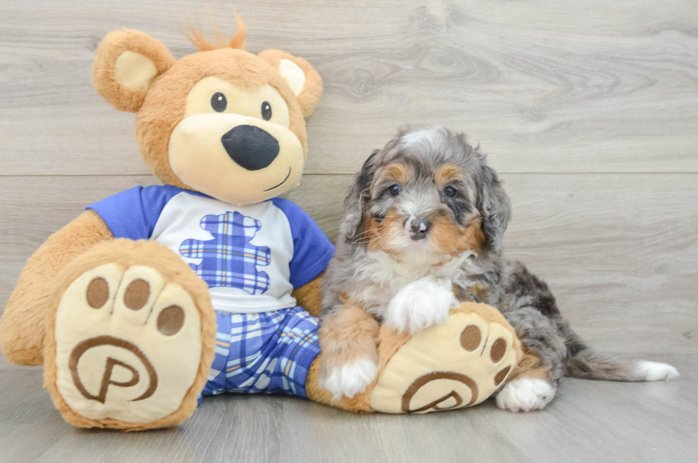 7 week old Mini Bernedoodle Puppy For Sale - Pilesgrove Pups