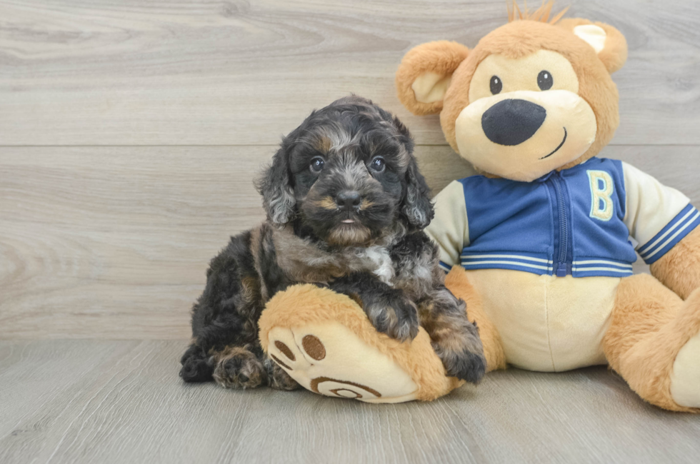 5 week old Mini Bernedoodle Puppy For Sale - Pilesgrove Pups