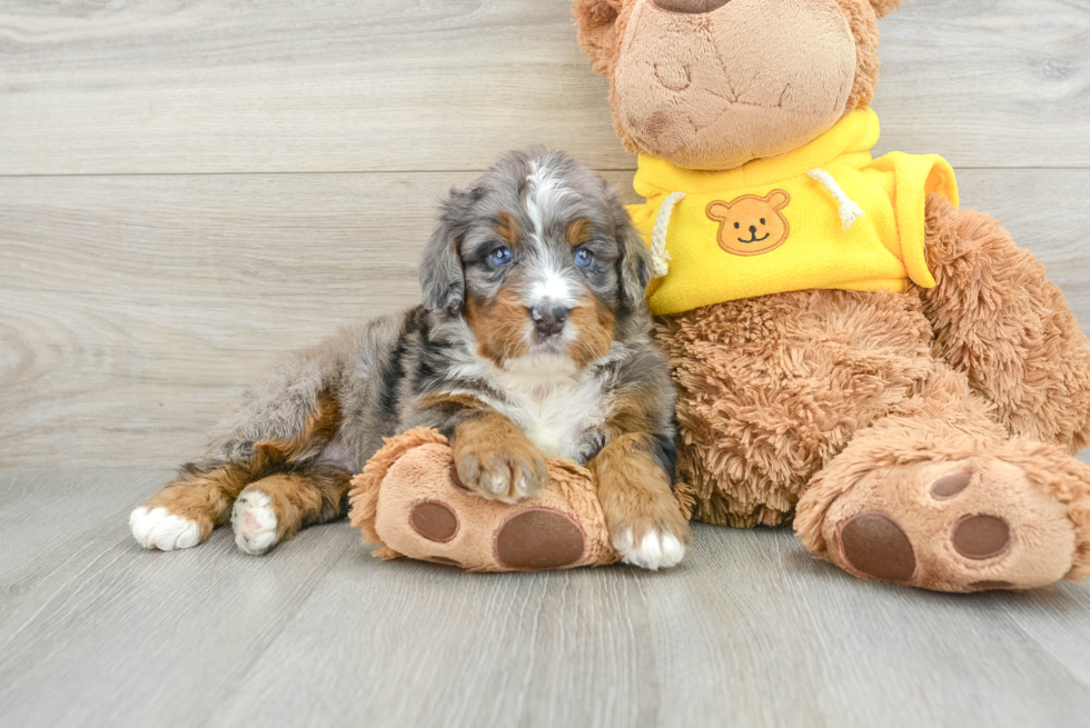 Little Mini Bernesepoo Poodle Mix Puppy