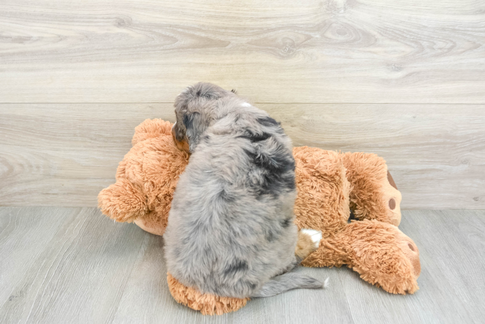 Happy Mini Bernedoodle Baby