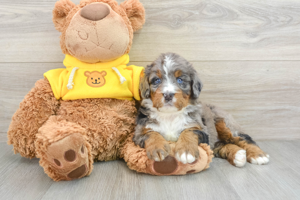 Popular Mini Bernedoodle Poodle Mix Pup