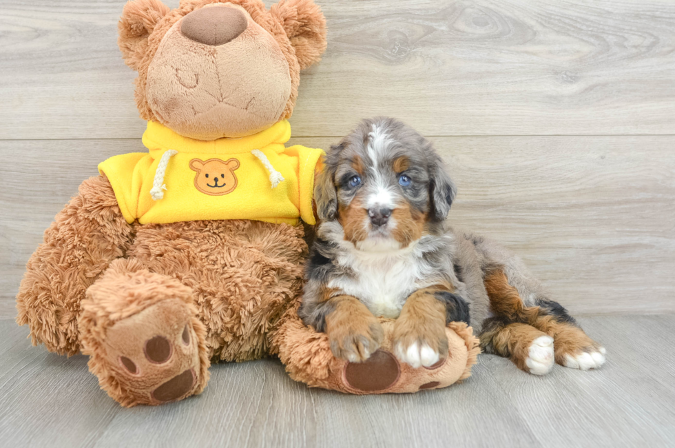 4 week old Mini Bernedoodle Puppy For Sale - Pilesgrove Pups