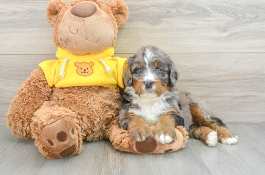 Popular Mini Bernedoodle Poodle Mix Pup