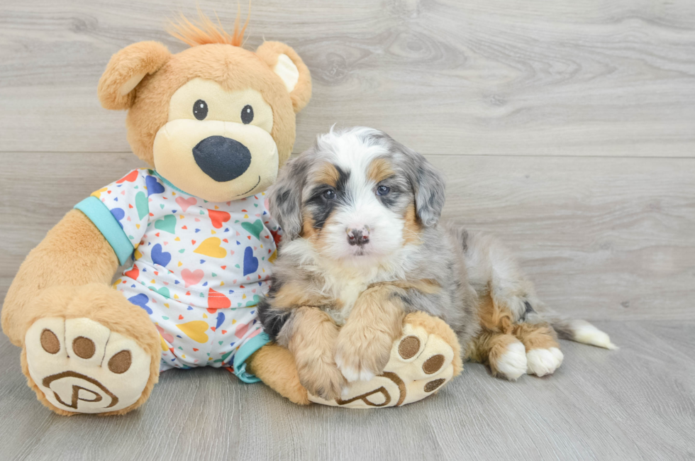 6 week old Mini Bernedoodle Puppy For Sale - Pilesgrove Pups