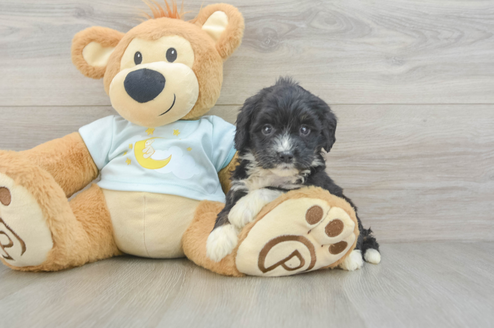 5 week old Mini Bernedoodle Puppy For Sale - Pilesgrove Pups