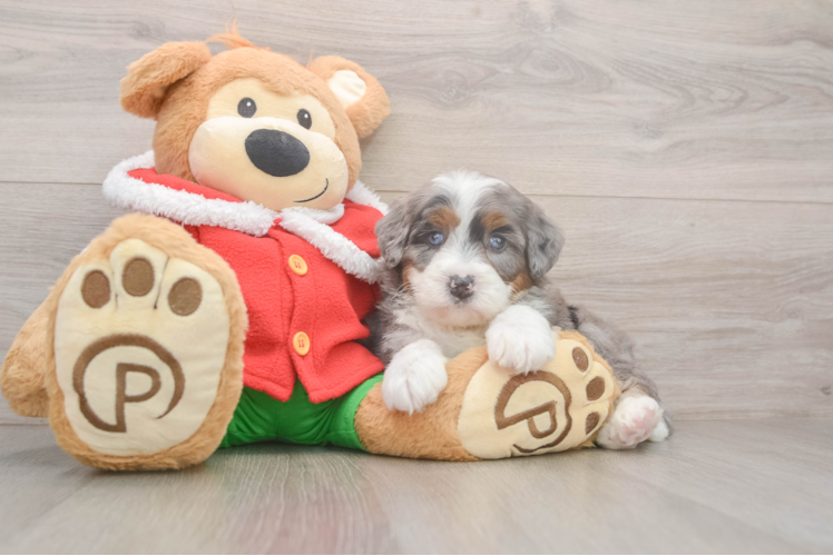 Mini Bernedoodle Pup Being Cute