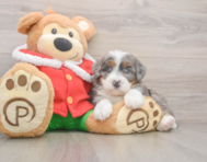 7 week old Mini Bernedoodle Puppy For Sale - Pilesgrove Pups