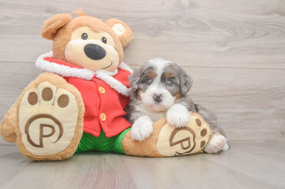 6 week old Mini Bernedoodle Puppy For Sale - Pilesgrove Pups