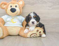 5 week old Mini Bernedoodle Puppy For Sale - Pilesgrove Pups