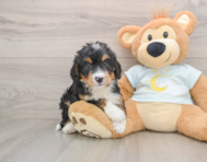6 week old Mini Bernedoodle Puppy For Sale - Pilesgrove Pups