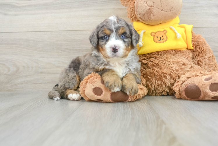 Happy Mini Bernedoodle Baby