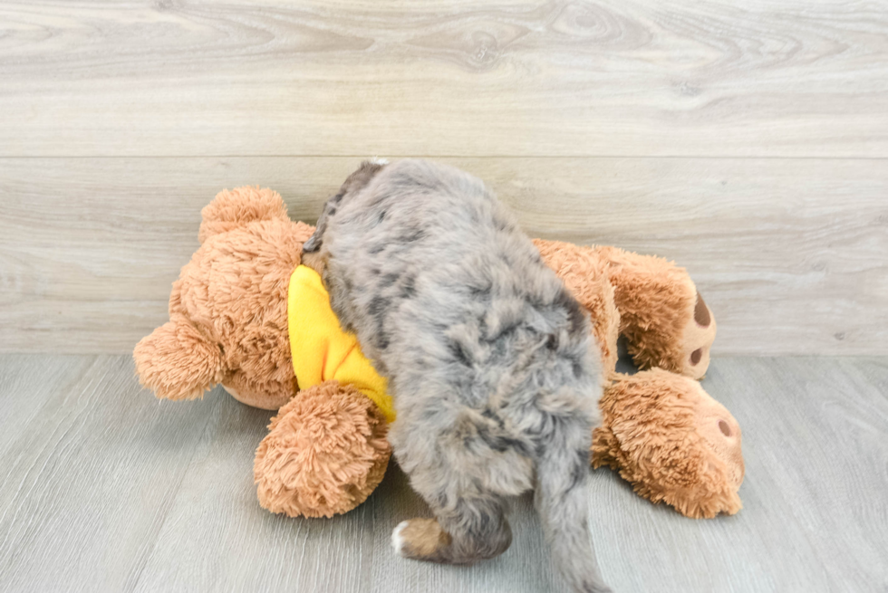 Mini Bernedoodle Puppy for Adoption