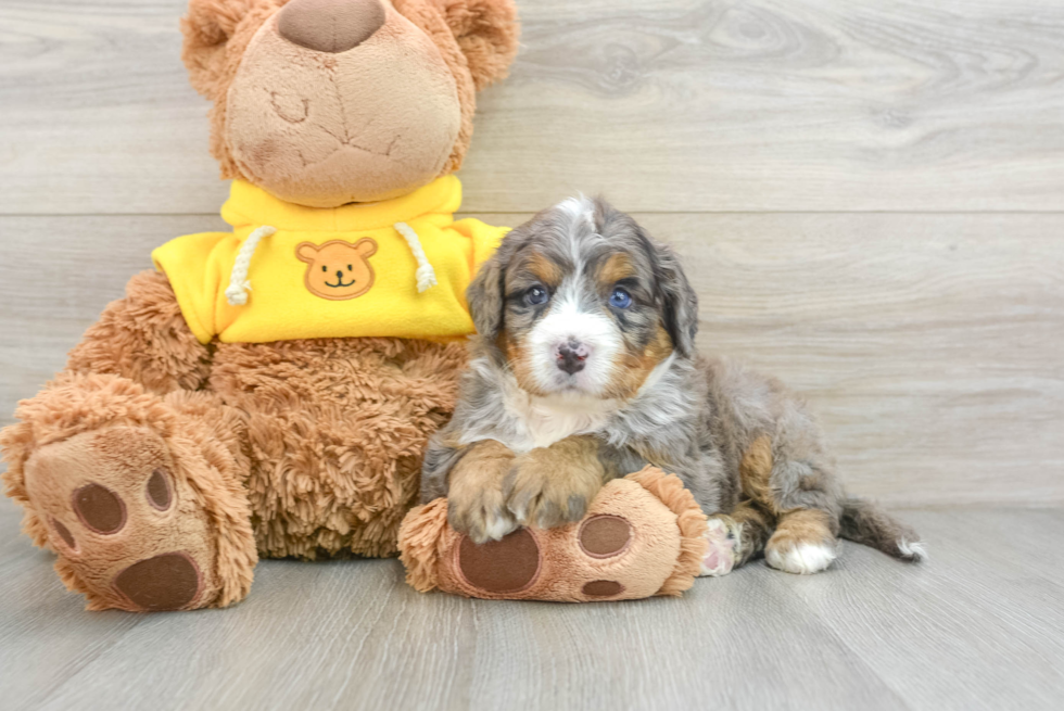 Small Mini Bernedoodle Baby