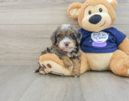 7 week old Mini Bernedoodle Puppy For Sale - Pilesgrove Pups