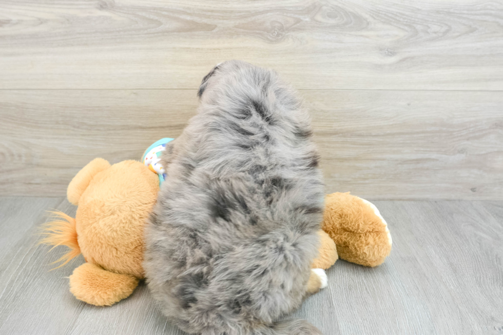 Energetic Mini Bernese Poodle Poodle Mix Puppy