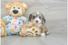 Mini Bernedoodle Pup Being Cute