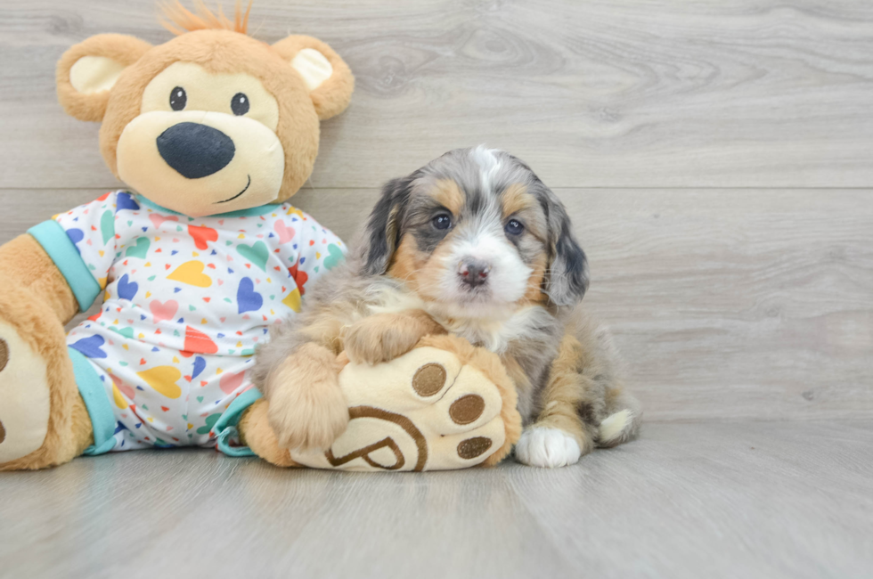 6 week old Mini Bernedoodle Puppy For Sale - Pilesgrove Pups