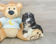 8 week old Mini Bernedoodle Puppy For Sale - Pilesgrove Pups