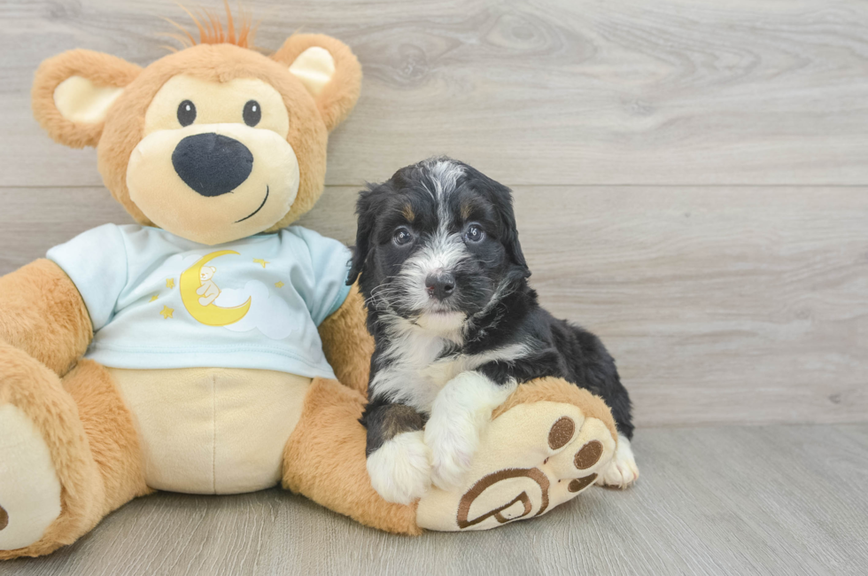 5 week old Mini Bernedoodle Puppy For Sale - Pilesgrove Pups