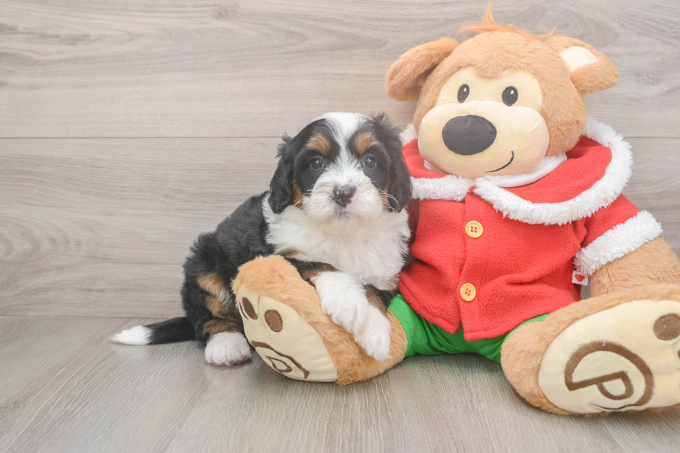 Mini Bernedoodle Puppy for Adoption