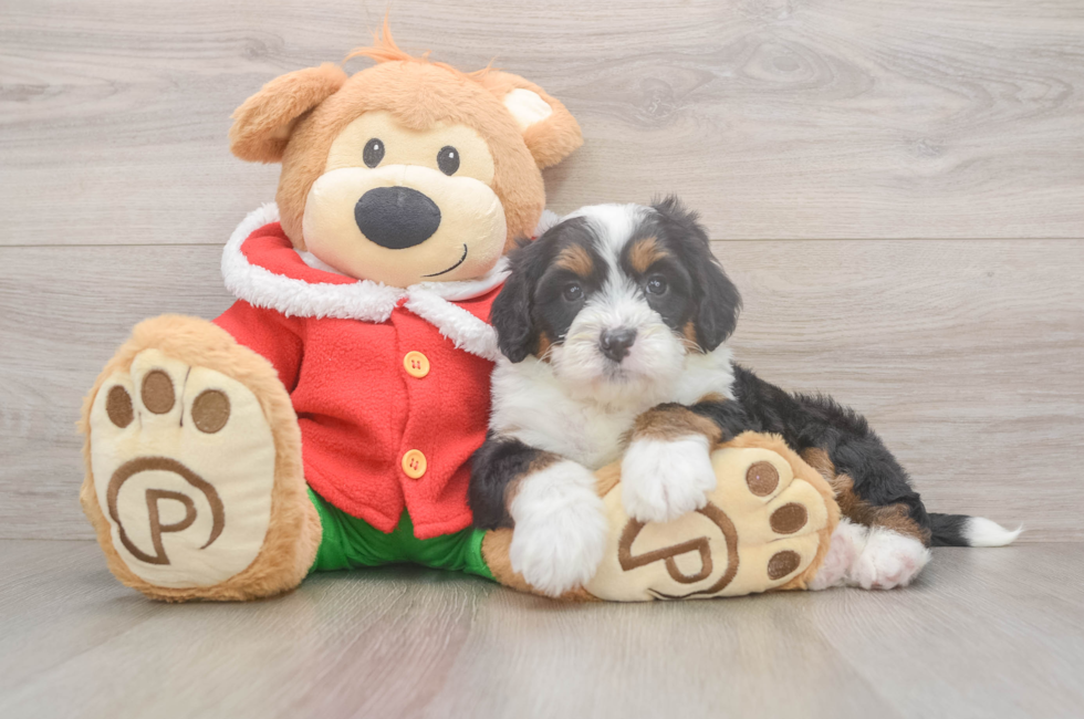 6 week old Mini Bernedoodle Puppy For Sale - Pilesgrove Pups