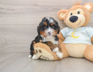 6 week old Mini Bernedoodle Puppy For Sale - Pilesgrove Pups