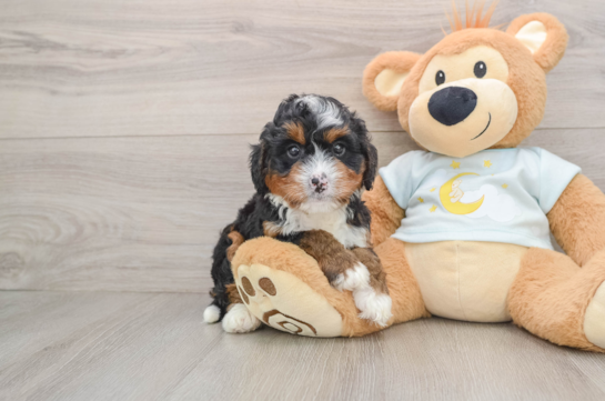 Playful Mini Bernese Poodle Poodle Mix Puppy