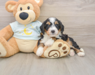 8 week old Mini Bernedoodle Puppy For Sale - Pilesgrove Pups
