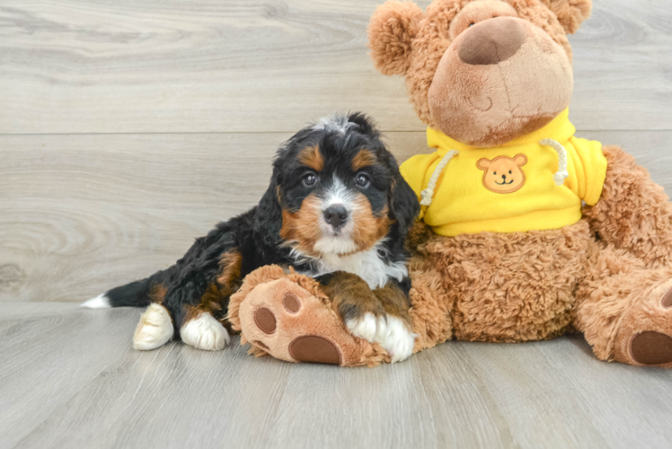 Mini Bernedoodle Puppy for Adoption