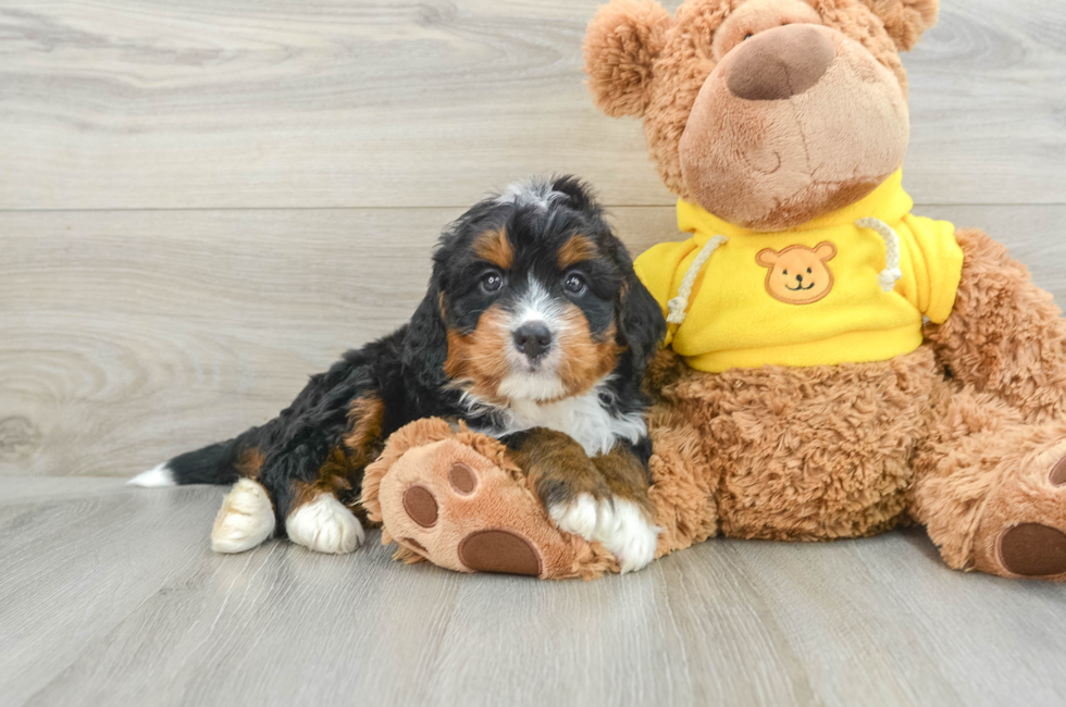 6 week old Mini Bernedoodle Puppy For Sale - Pilesgrove Pups