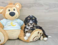 8 week old Mini Bernedoodle Puppy For Sale - Pilesgrove Pups