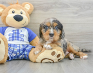 7 week old Mini Bernedoodle Puppy For Sale - Pilesgrove Pups