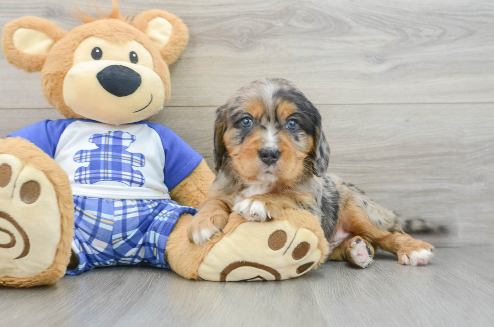 6 week old Mini Bernedoodle Puppy For Sale - Pilesgrove Pups