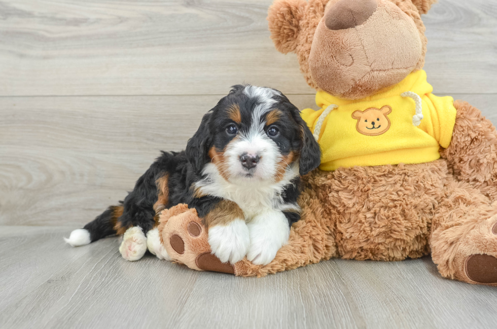 6 week old Mini Bernedoodle Puppy For Sale - Pilesgrove Pups