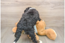 Hypoallergenic Mini Bernese Poodle Poodle Mix Puppy