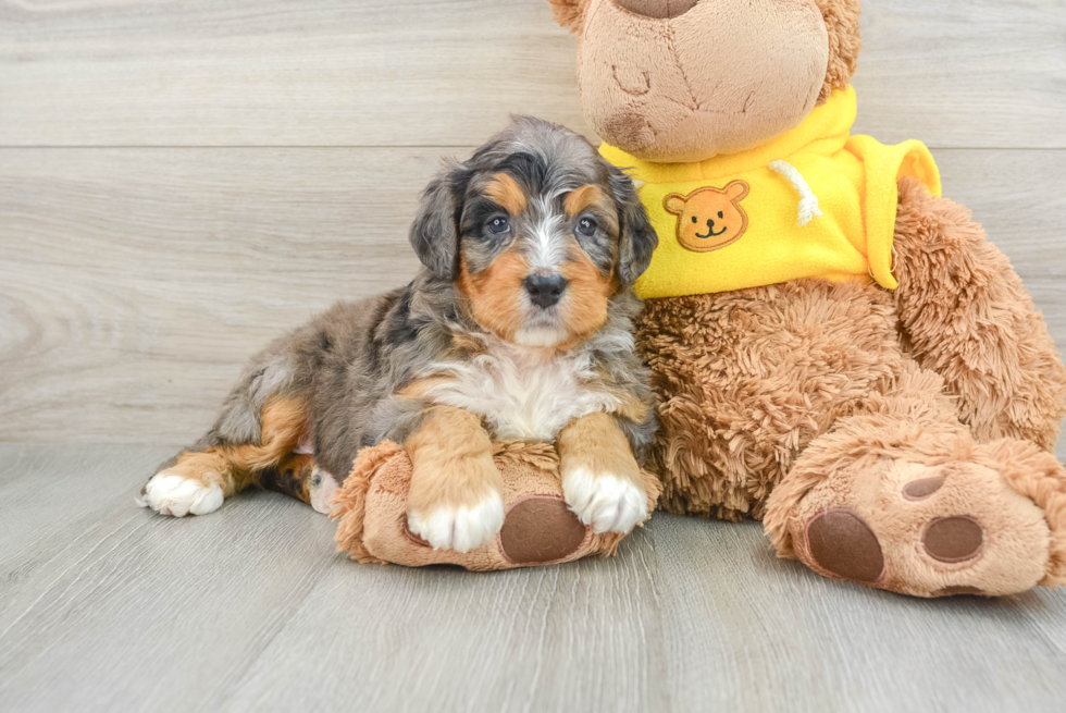 Mini Bernedoodle Pup Being Cute