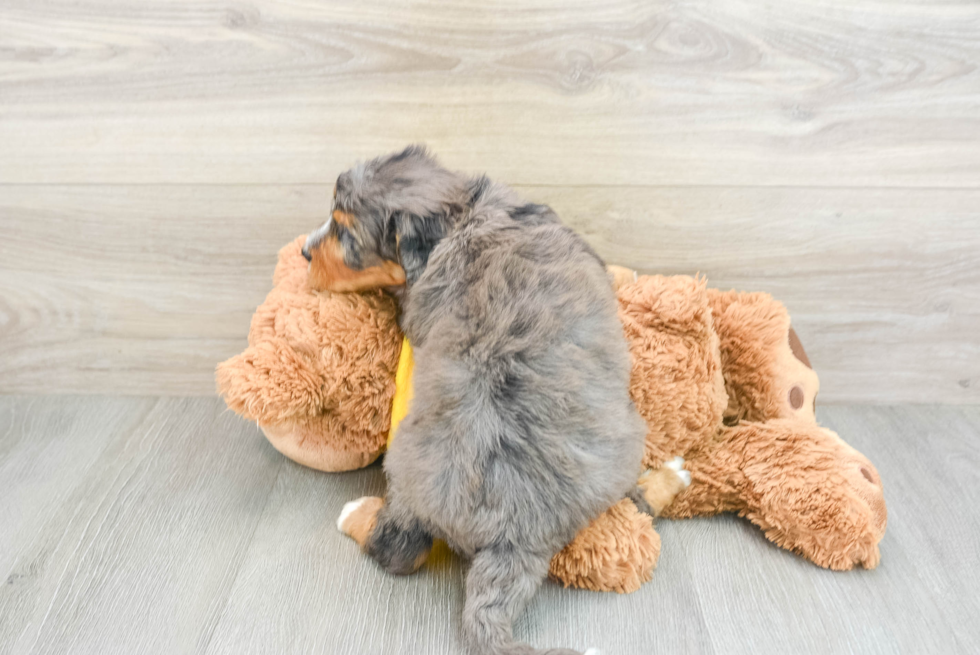 Playful Bernadoodle Poodle Mix Puppy