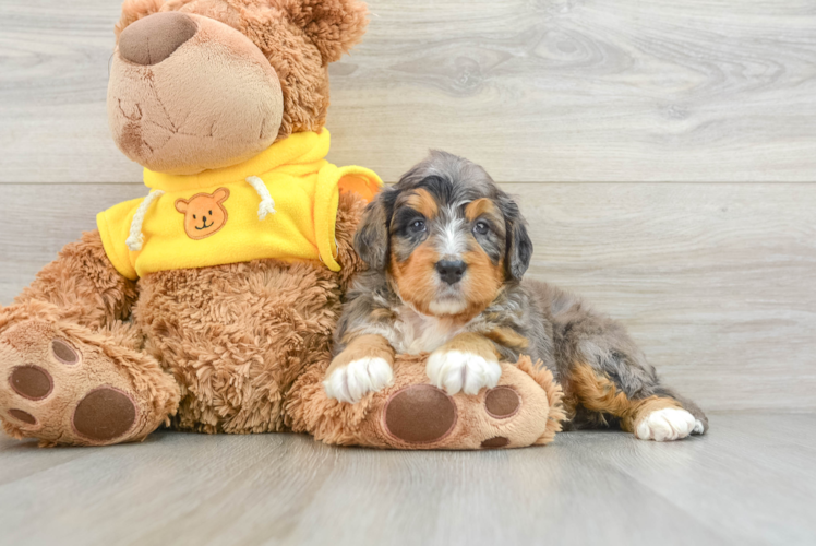 Friendly Mini Bernedoodle Baby