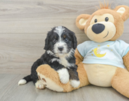 8 week old Mini Bernedoodle Puppy For Sale - Pilesgrove Pups