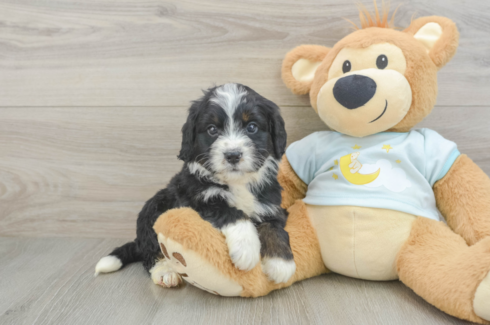 5 week old Mini Bernedoodle Puppy For Sale - Pilesgrove Pups