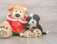 6 week old Mini Bernedoodle Puppy For Sale - Pilesgrove Pups